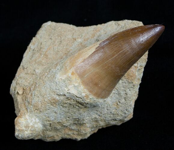 mosasaurus tooth real